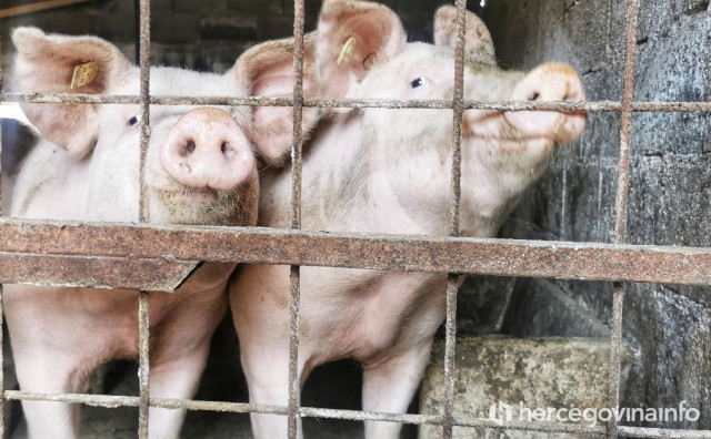 NAKON AFRIČKE KUGE Proizvođači svinja u Srbiji najavljuju poskupljenje mesa, evo koliko će koštati po kilogramu