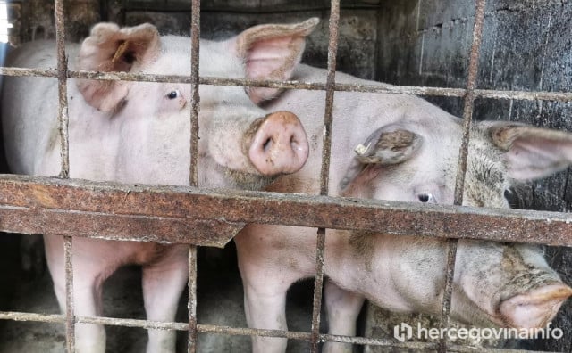 SVINJOKOLJA U HERCEGOVINI 'Sve manje domaćih svinja, cijena kilograma ide i do 10 KM'