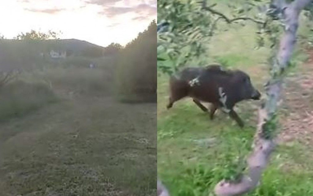 Vepar Čapljina