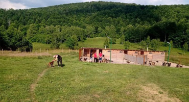 Shelter for dogs used as a site for criminal activities