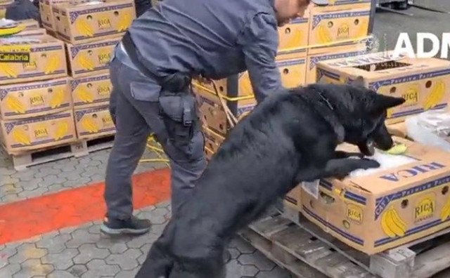 Policija pronašla 2700 kila kokaina među bananama