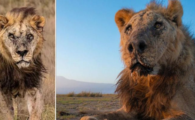 RIP LOONKITO U Keniji ubijen najstariji lav na svijetu
