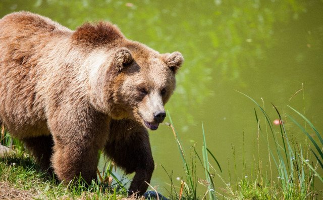 MEDO OSLOBOĐEN Sud odlučio poštedjeti život medvjedu koji je ubio trkača na Alpama