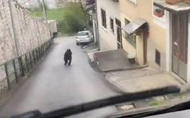 USAMLJEN I NEZABRINUT Medvjed šeta po sarajevskom naselju, lovci tvrde da će ga morati ustrijeliti ako bude pravio štetu