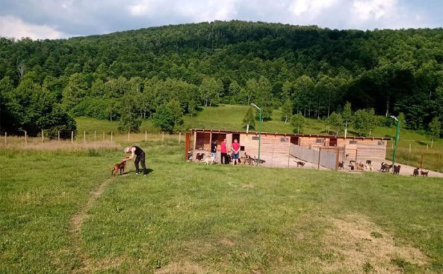 Shelter for dogs used as a site for criminal activities