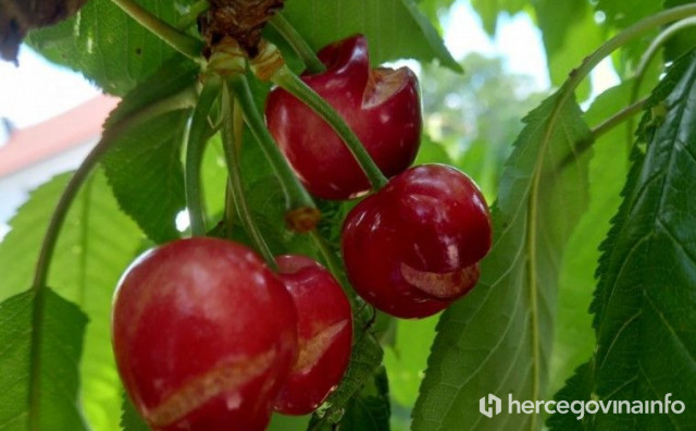 Domaće trešnje stigle na tržnice, ali čuvajte ih pravilno: Evo što ne raditi kako vam ne bi propale