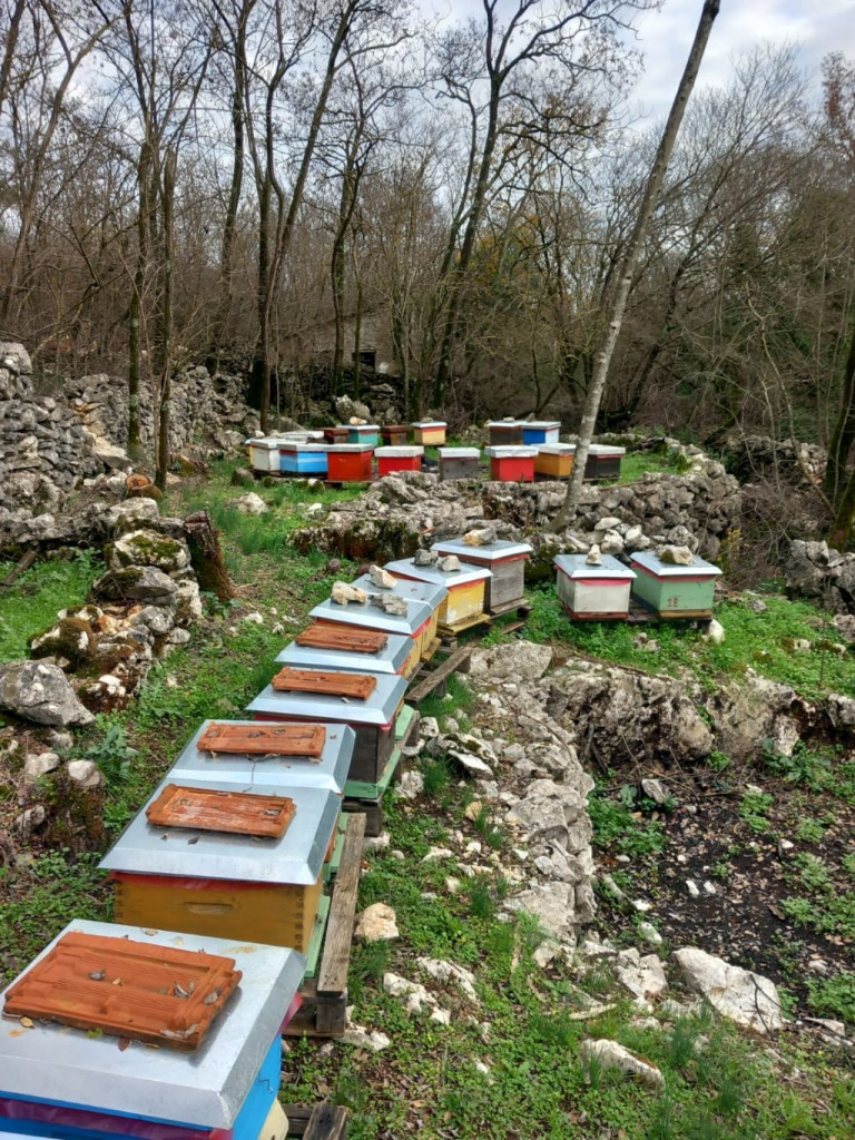 Pčele košnice