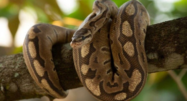 BEČ Kod parkinga pronađen piton dugačak 1.5 metara