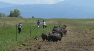 Srećko Stipović,crna svinja,ivana milić,Livno