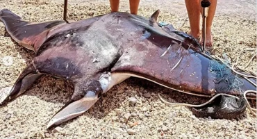ULOVLJEN "MORSKI ĐAVO" Uhvatili jednu od najvećih riba u Jadranu pa dobili osudu