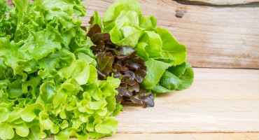 NA TRONU RIZIČNIH NAMIRNICA Zelena salata može izazvati veliko trovanje ljeti