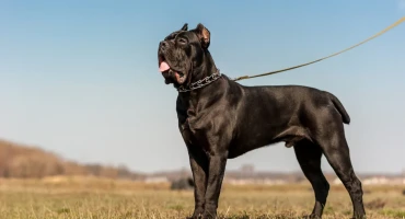 Pas,napad,cane corso