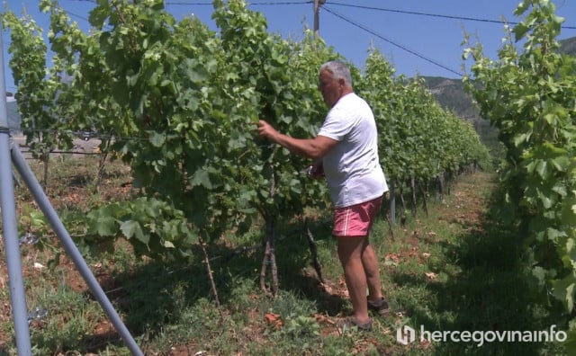 LOŠE STANJE U HERCEGOVAČKIM VINOGRADIMA "U pojedinim nema niti jednog grozda, vinari već žele kupiti grožđe"