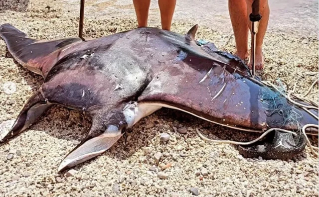 ULOVLJEN "MORSKI ĐAVO" Uhvatili jednu od najvećih riba u Jadranu pa dobili osudu