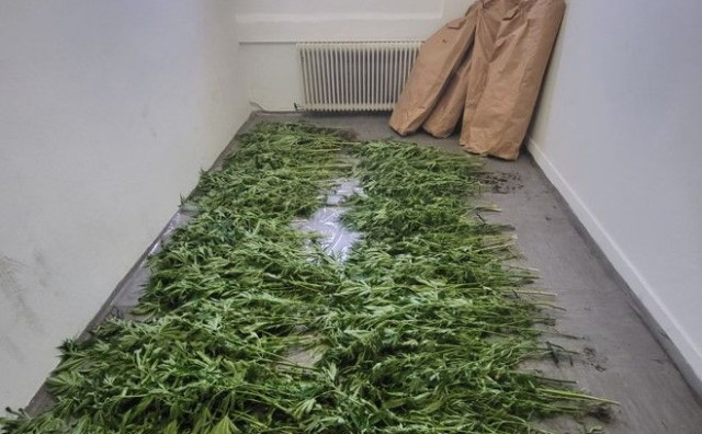 PRONAĐENE STABLJIKE CANABISA 18 kg zasađeno uz rijeku Neretvu