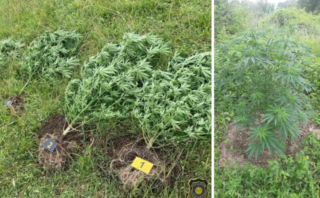 FUP se pohvalio zapljenom pet stabljika marihuane u Čapljini