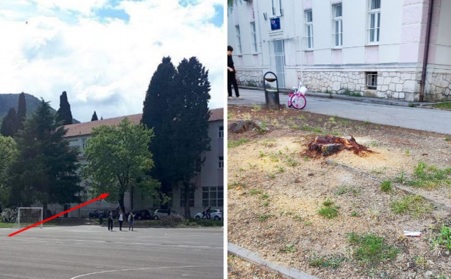 DRVOCID Subotom je nestala stara murva s kampusa Sveučilišta u Mostaru