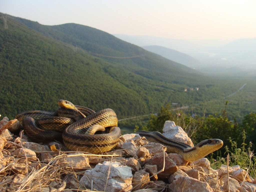Hercegovina,zmije,stručnjak,poskok,vijesti