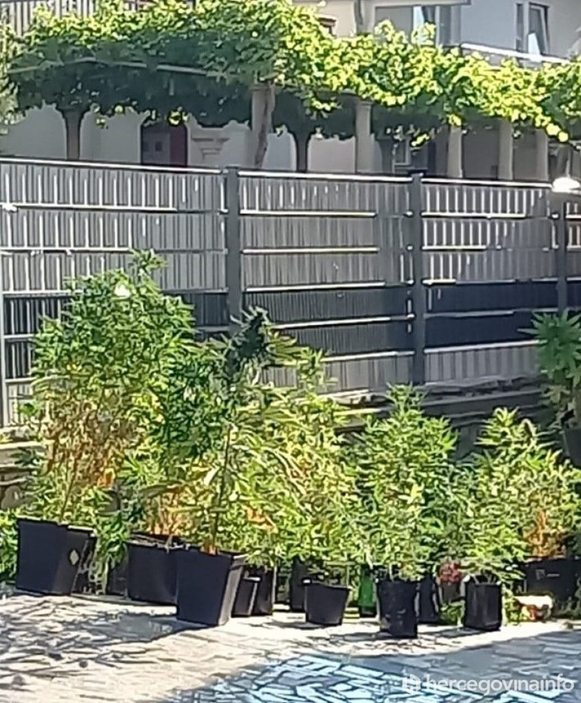 Raštani laboratorij za uzgoj marihuane