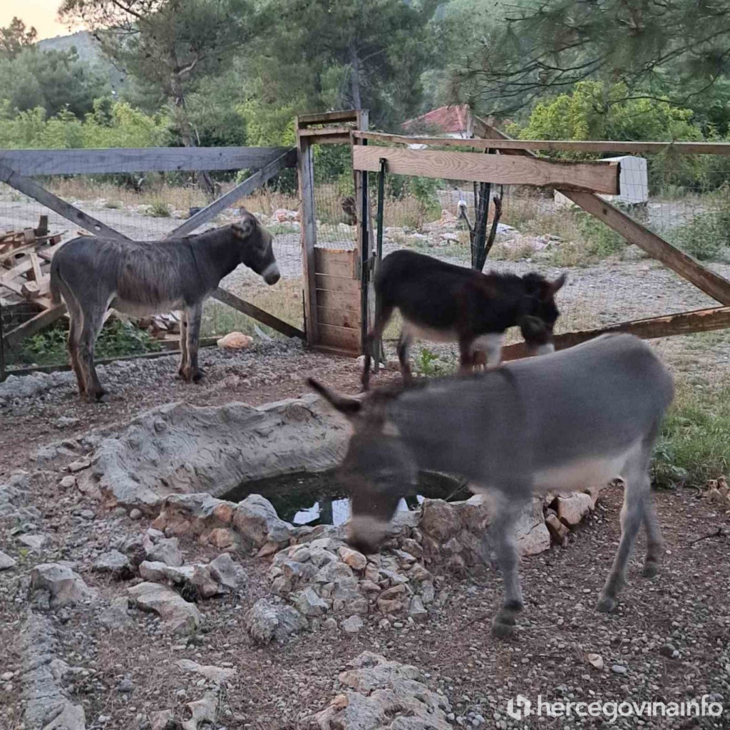 utrka magaraca,Čapljina,magareća alka