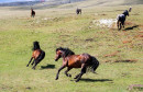 Quadovi Livno Livanjski konji