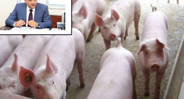 AFRIČKA SVINJSKA KUGA U Republici Srpskoj 78 žarišta, eutanazirane tisuće svinja