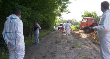 MASOVNA EUTANAZIJA Broj uspavanih svinja u Republici Srpskoj premašit će 7500 komada