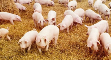 SVINJSKA KUGA I U DRUGOM ENTITETU Nakon RS, farme i tržnice se zatvaraju i u Federaciji