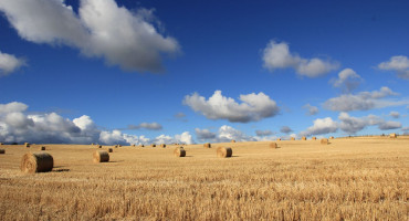 POLJOPRIVREDNE MUKE Hangari u Hercegovini puni kvalitetnog sijena, u Semberiji ugrožen stočni fond