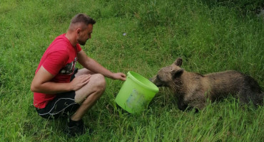 Ženka medvjeda zaplela se u žicu, spasili je mještani Jajca