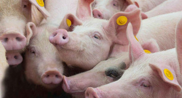 AFRIČKA SVINJSKA KUGA U RS SE NE SMIRUJE Potvrđena na 42 imanja u Srpskoj