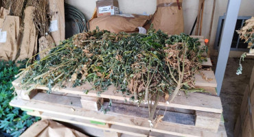 raštani,MUP HNŽ,marihuana