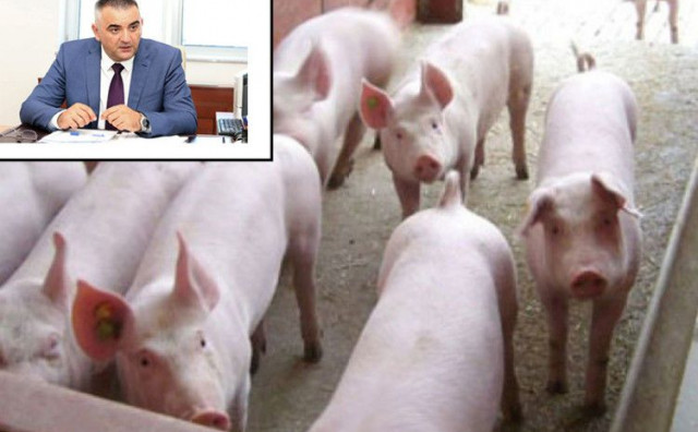 AFRIČKA SVINJSKA KUGA U Republici Srpskoj 78 žarišta, eutanazirane tisuće svinja