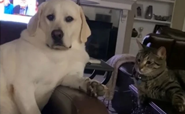 SNIMKA POSTALA SENZACIJA NA TIKTOKU "Mislim da vaš pas ima PTSP zbog mačke"