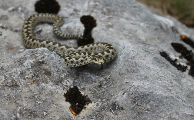 Zašto su poskoci česti u ovo doba i što savjetuju liječnici?