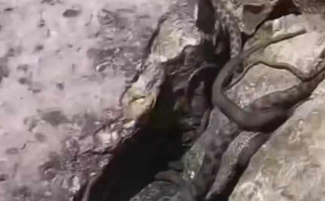 Na albanskoj obali Jadranskog mora pojavila se hrpa zmija, stručnjaci dali savjete kako postupati
