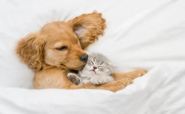 KUĆNI LJUBIMCI POMAŽU ZA OPORAVAK Bolnica u Belgiji dozvoljava prisustvo pasa i mačaka