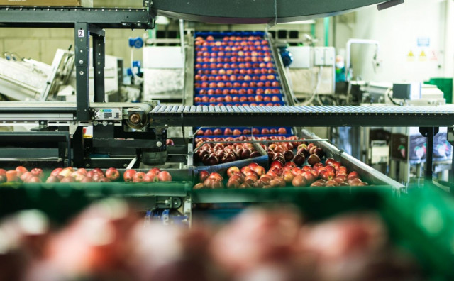 REGIONALNI LIDER VOĆARSTVA Mađarski tajkun kupio najvećeg hrvatskog proizvođača i izvoznika svježe jabuke