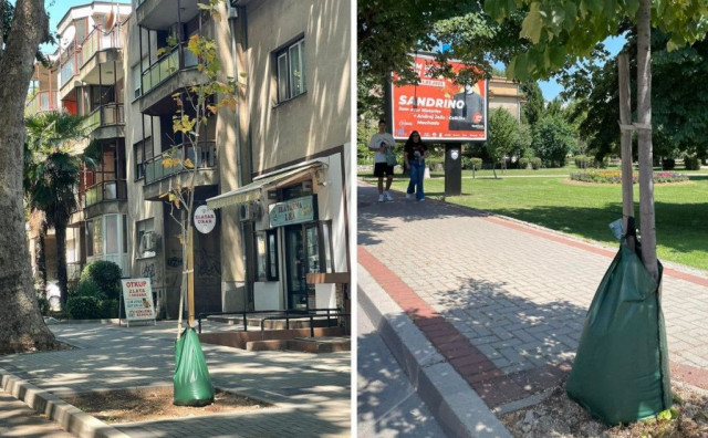 NEKOME SMETAJU CVJETNE ULICE Nasilno pokidane vreće za navodnjavanje mladih stabala u Mostaru