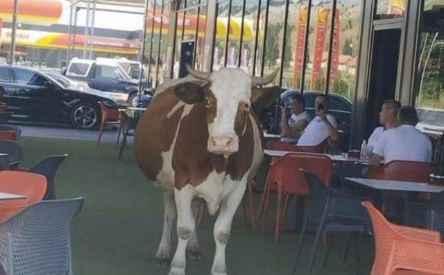 PROŠETALA SE IZMEĐU STOLOVA PA POZIRALA Krava u jednom hercegovačkom kafiću izazvala smijeh