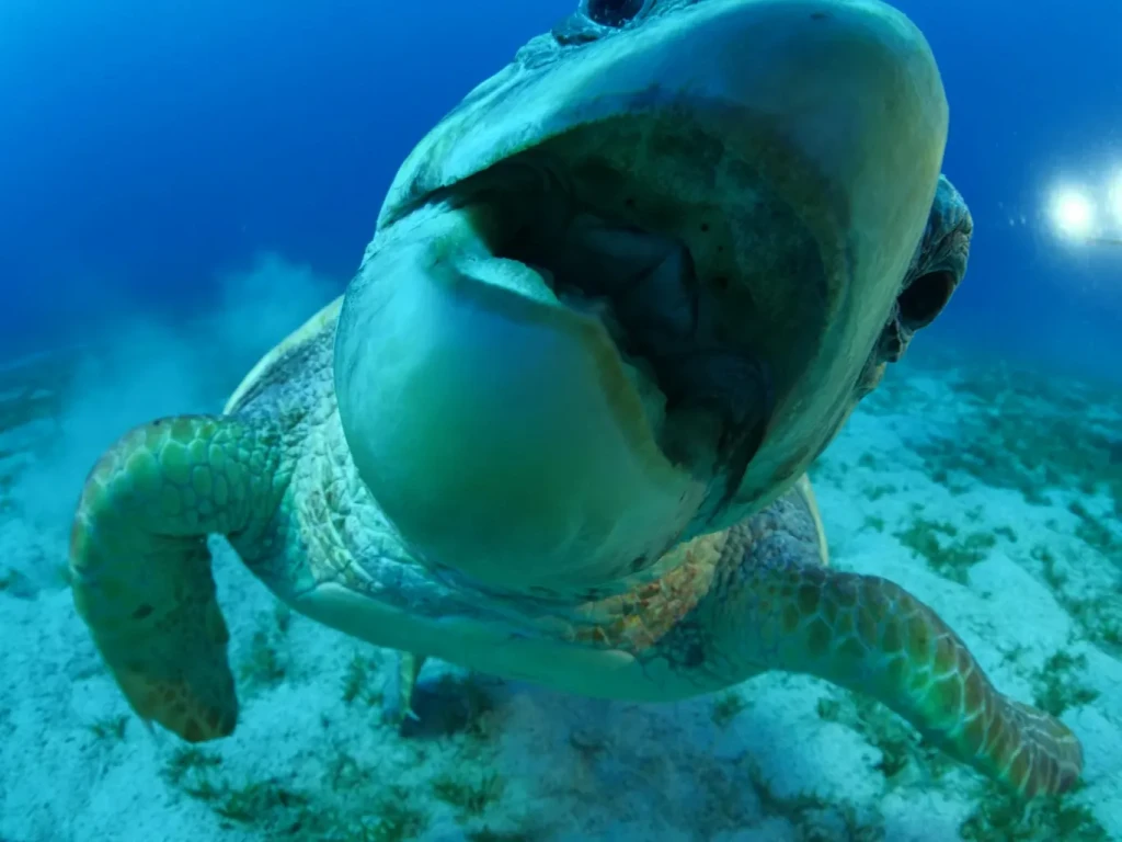 morska kornjača