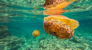 OPASNI STANOVNICI JADRANA Na neke treba posebno obratiti pažnju