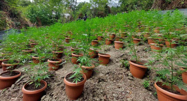 Bijeljina,marihuana,uhićenje