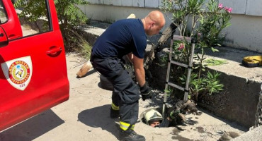 INTERVENCIJE Nakon mačke, mostarski vatrogasci spasili i psiće koji su upali u šaht