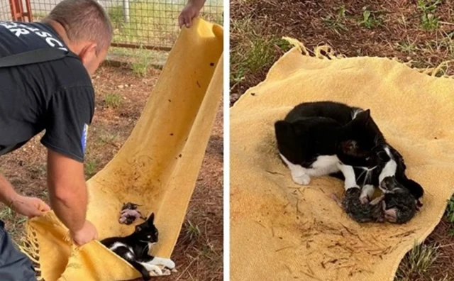 LIJEPA AKCIJA Mostarski vatrogasci s drveta spasili mačku koja se kotila