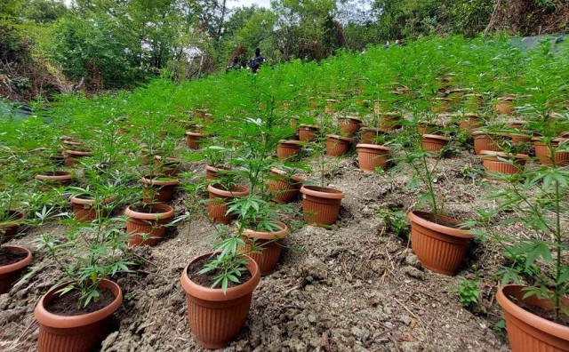 Bijeljina,marihuana,uhićenje