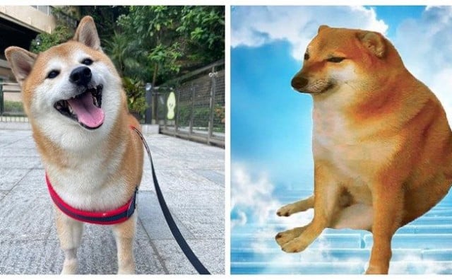 shiba inu