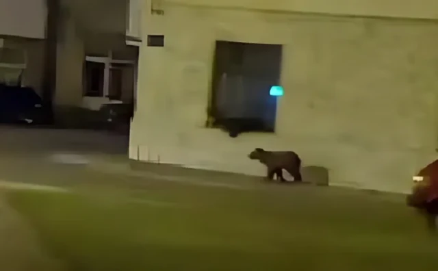 Medvjed protrčao središtem Kupresa