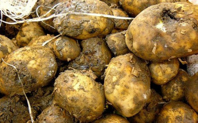 NIJE PROŠLO Pokušali uvesti truli krumpir iz Austrije u BiH