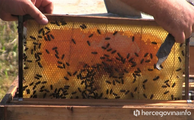 URBANO PČELARSTVO Odbjegle pčele SOS tim će hvatati i smještati ih u azil